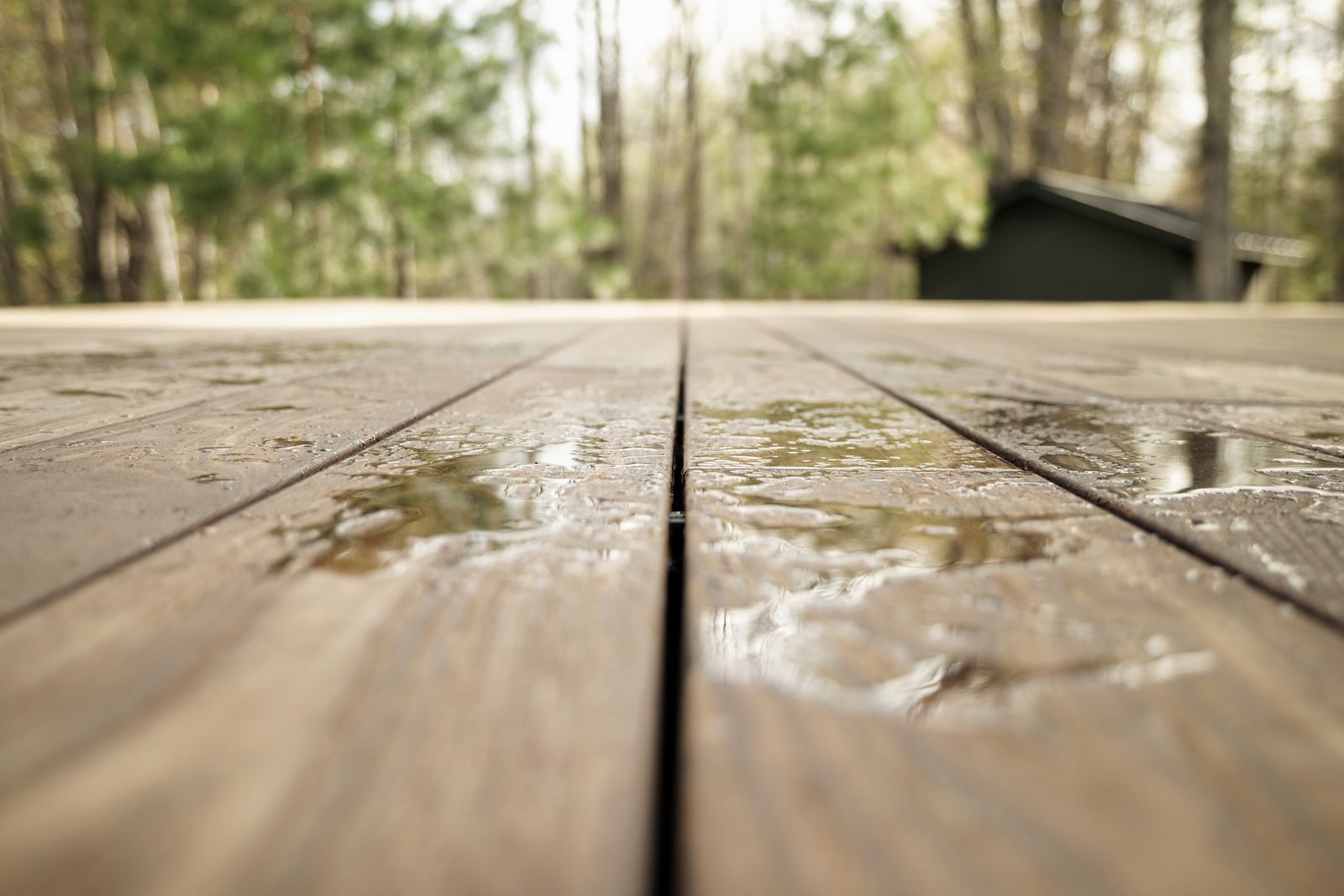 Rain beading on the thermally modified wood deck with forest reflections